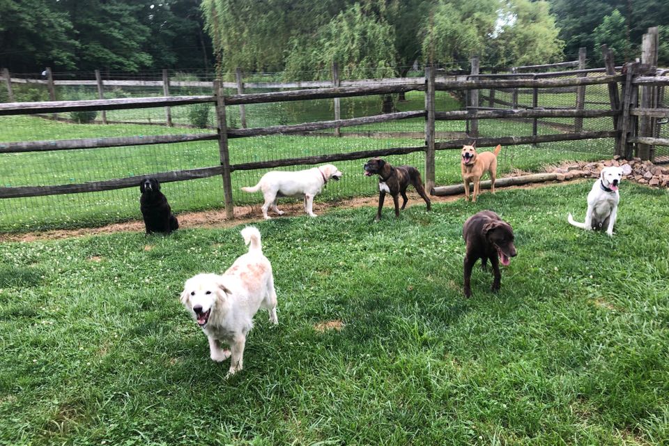 9 7 dogs
