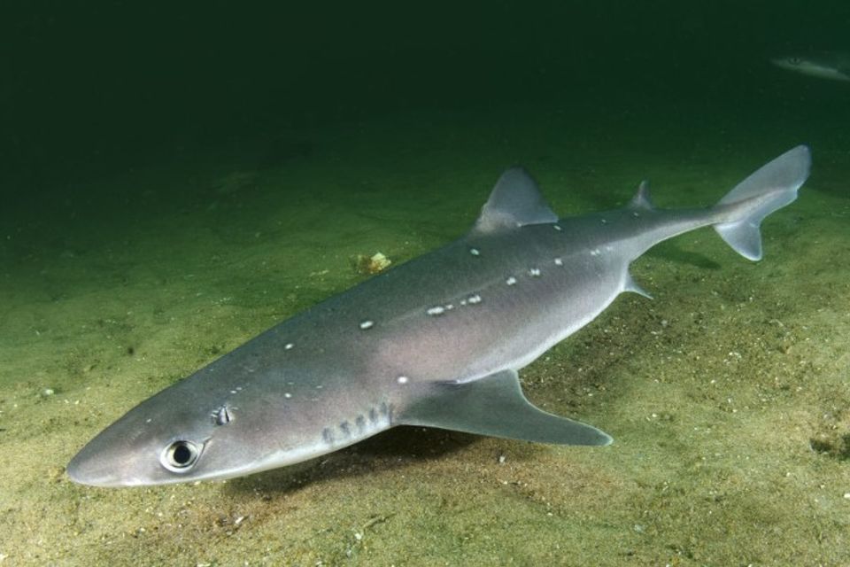 Spiny dogfish