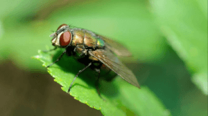 Flies 300x168