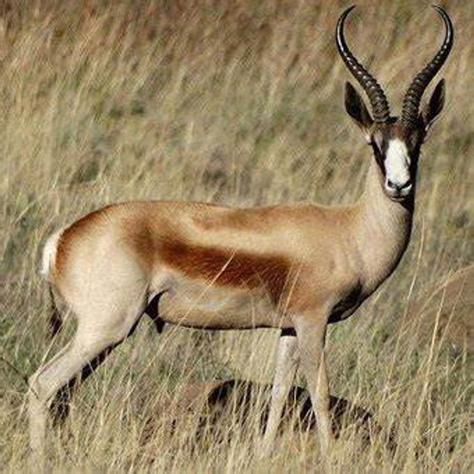 Springbok copper