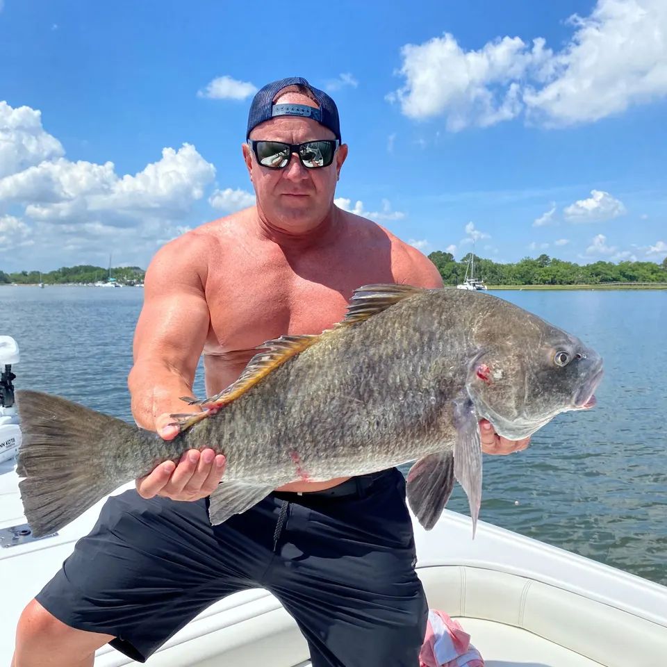 Black drum1 original
