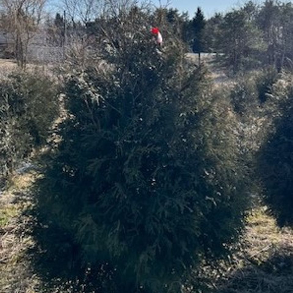 Techny arborvitae 5' 6'  2