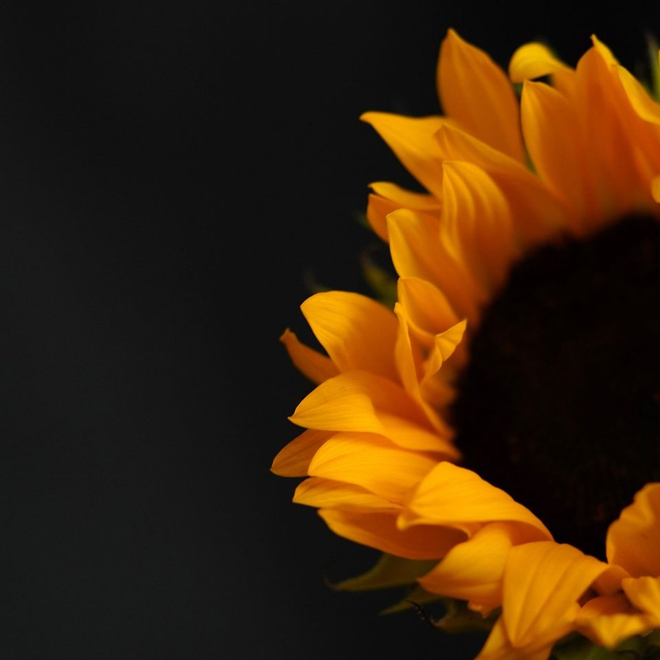 Sunflower g176c1c85e 1920