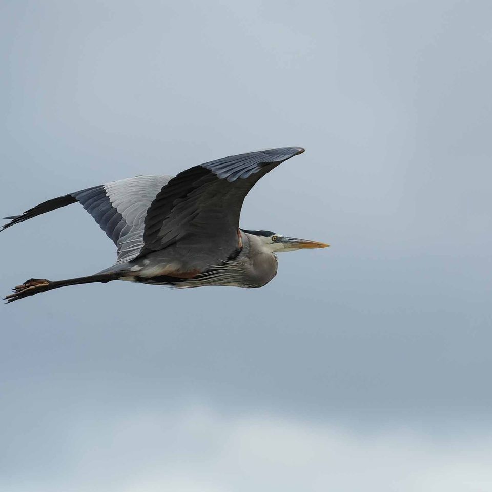Bird in flight   website