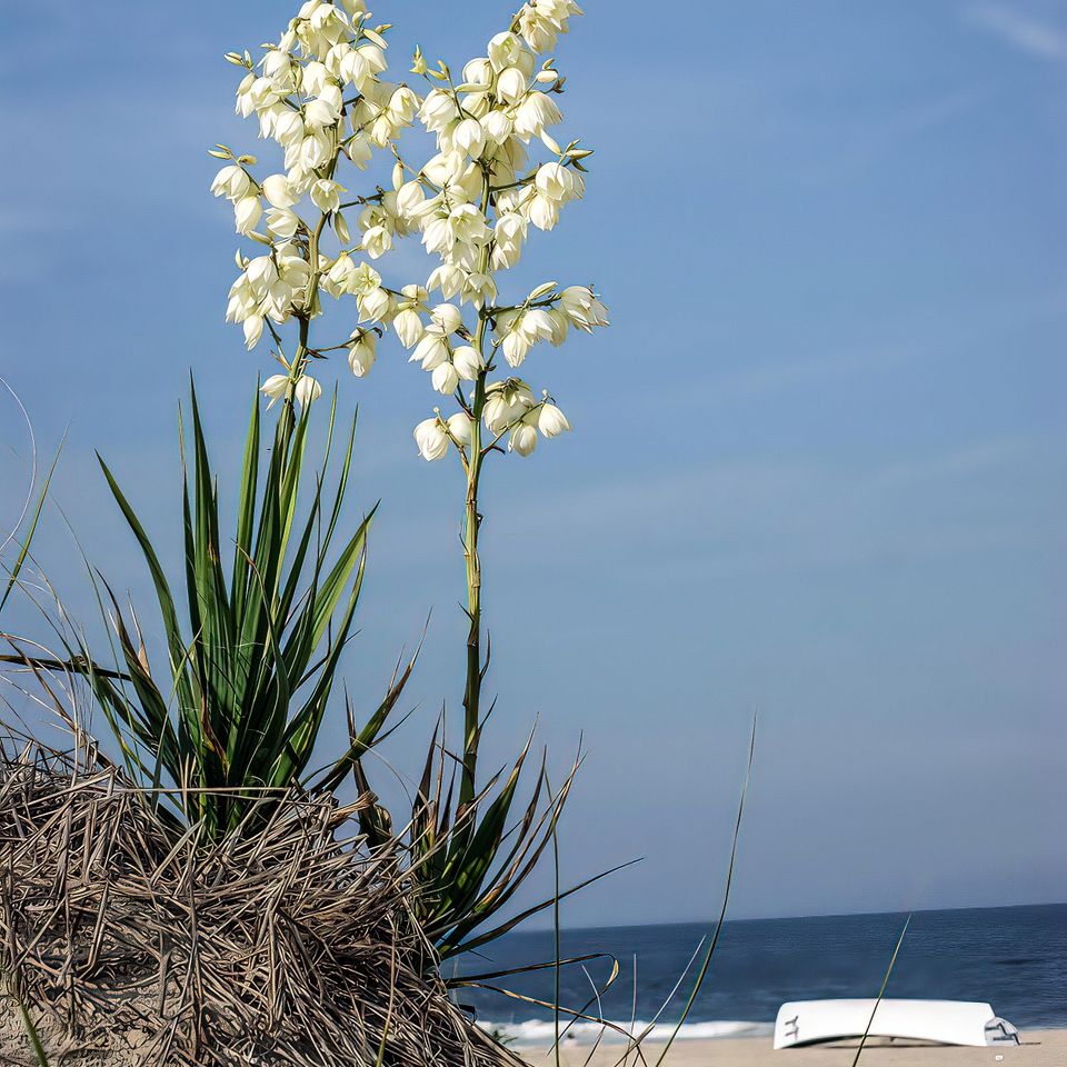 Beach bells