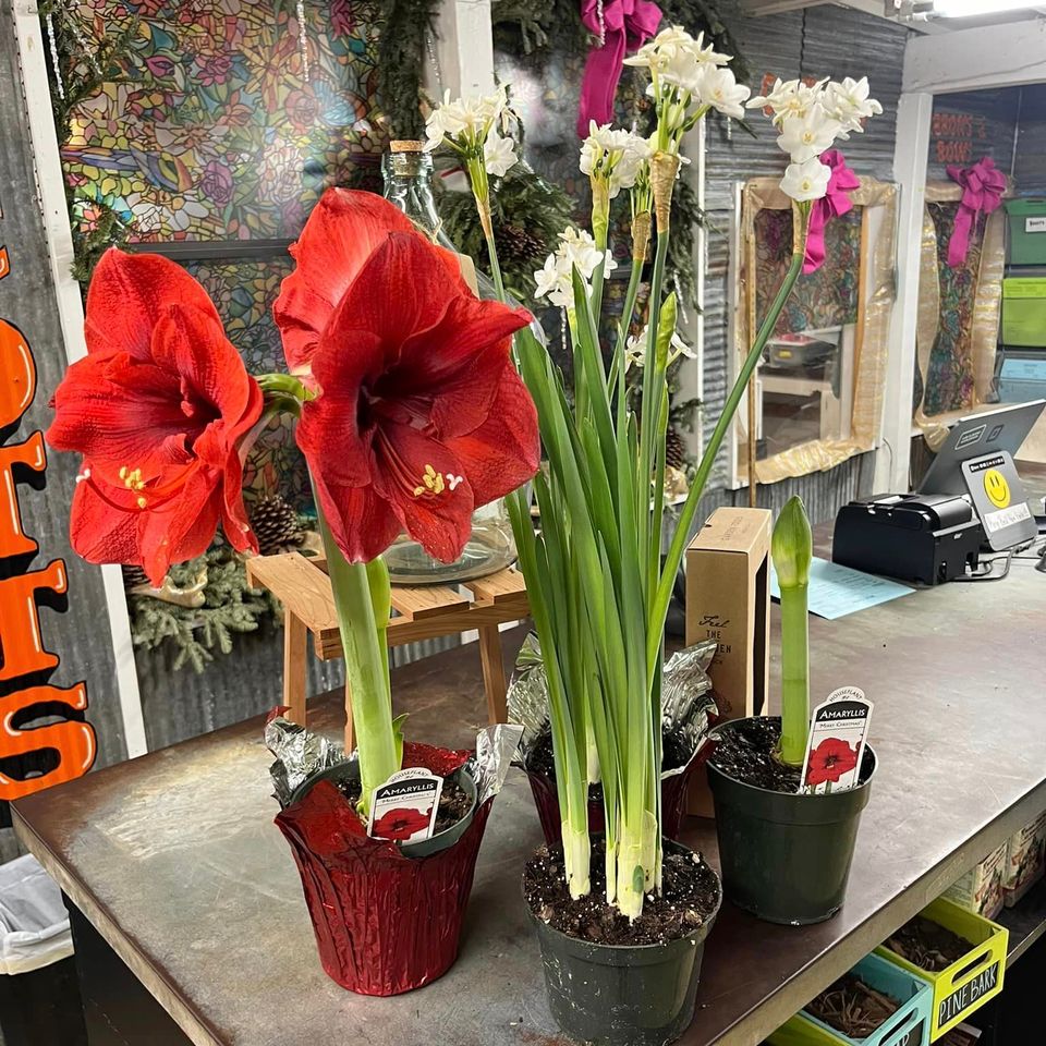 Hocottsoutdoorplants