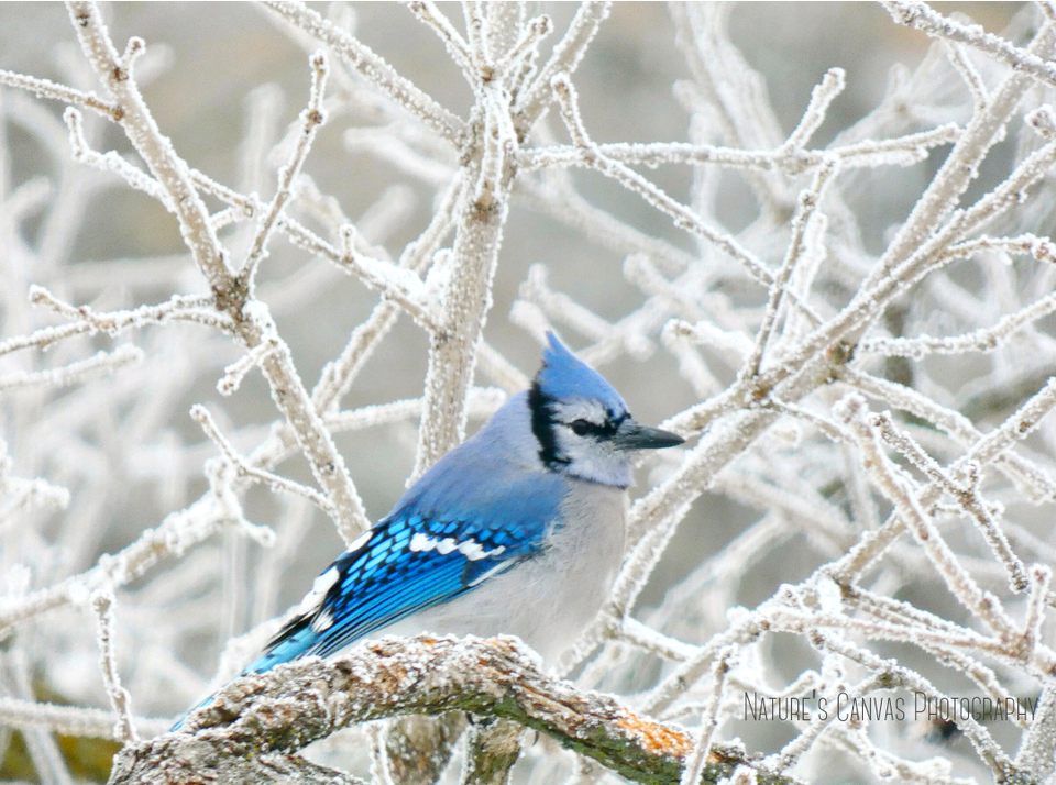 Bluejayfrost