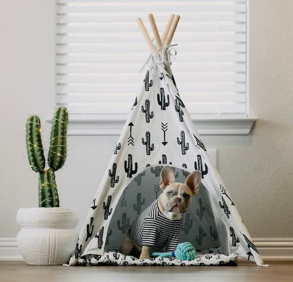 Dog teepee with french bulldog inside 