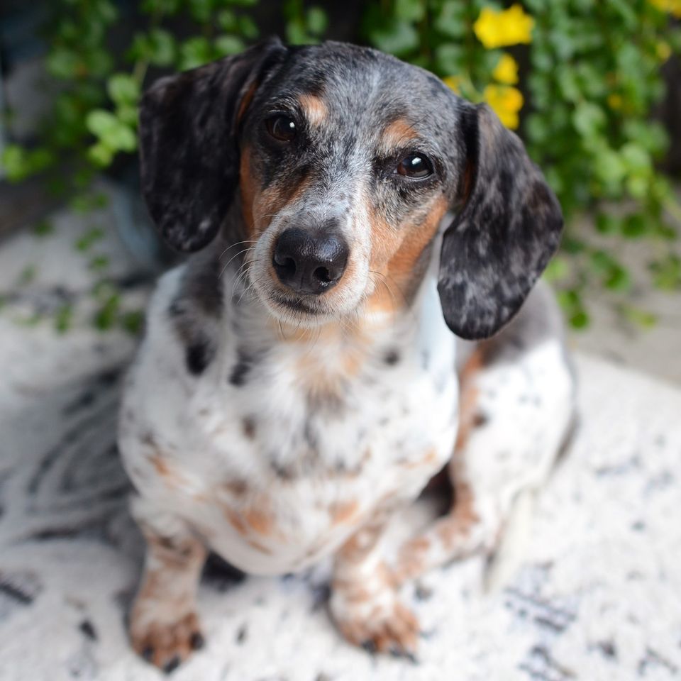 Dog g386b55b44 1920