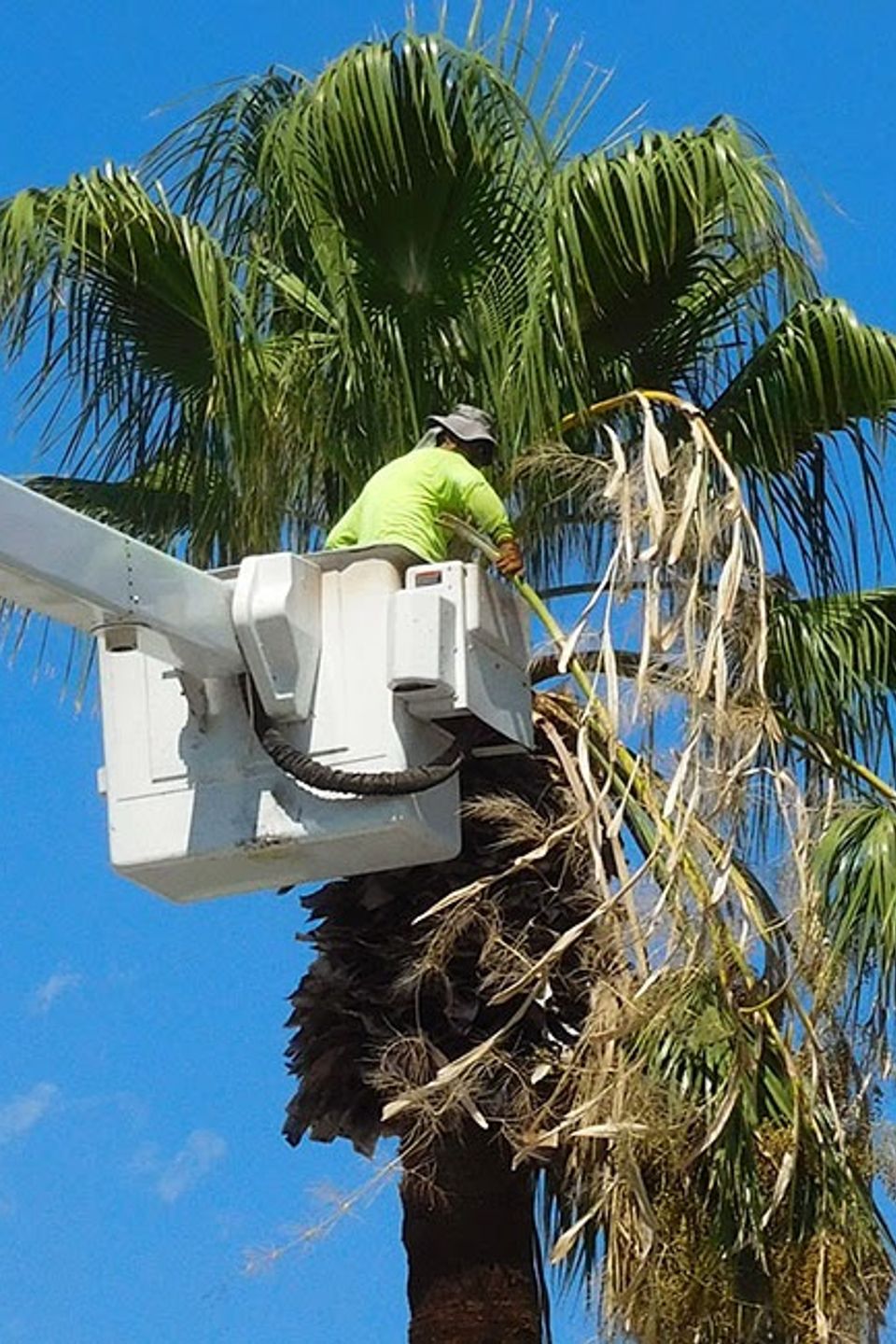 Tampa palm trimming oaks tree service