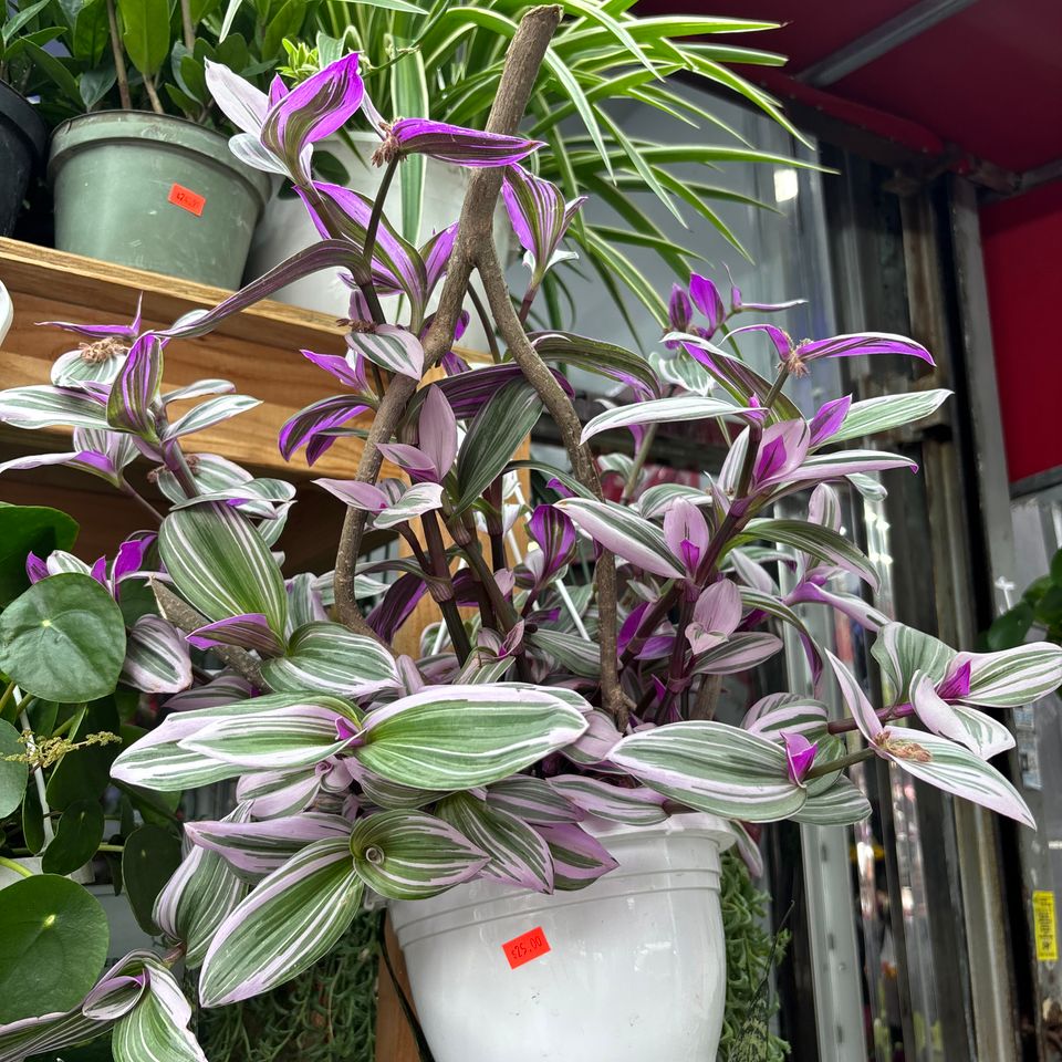 79832233375  7de8af23 413e 45f8 851d 018bc0b51d39