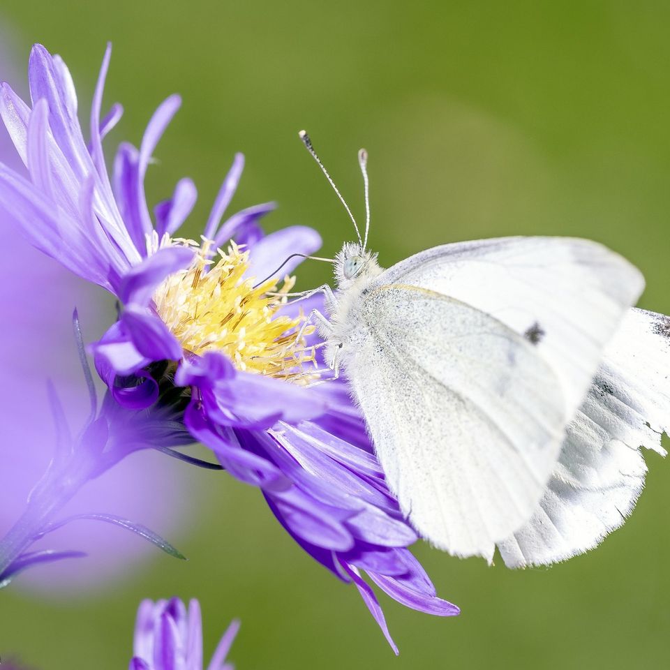 Pieris rapae g96867f36a 1920