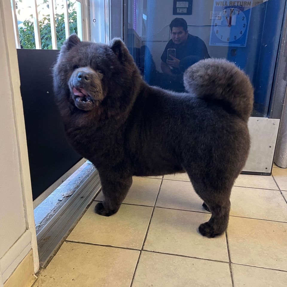 dog groomer near spring valley