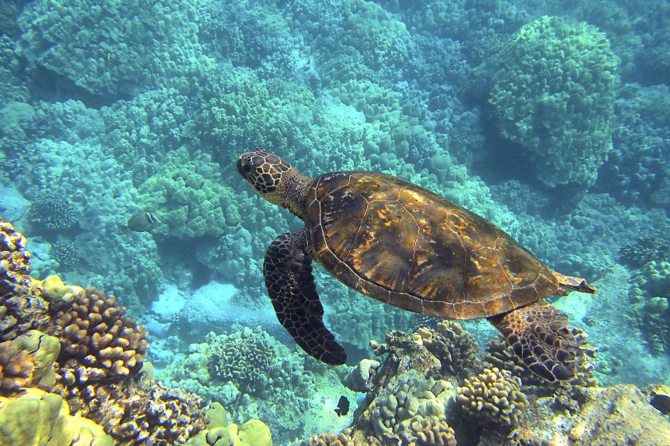 Sea turtle ge86ddff2e 1920