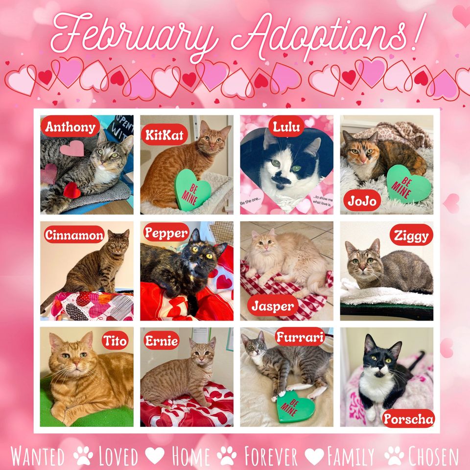 February adoptions (2)
