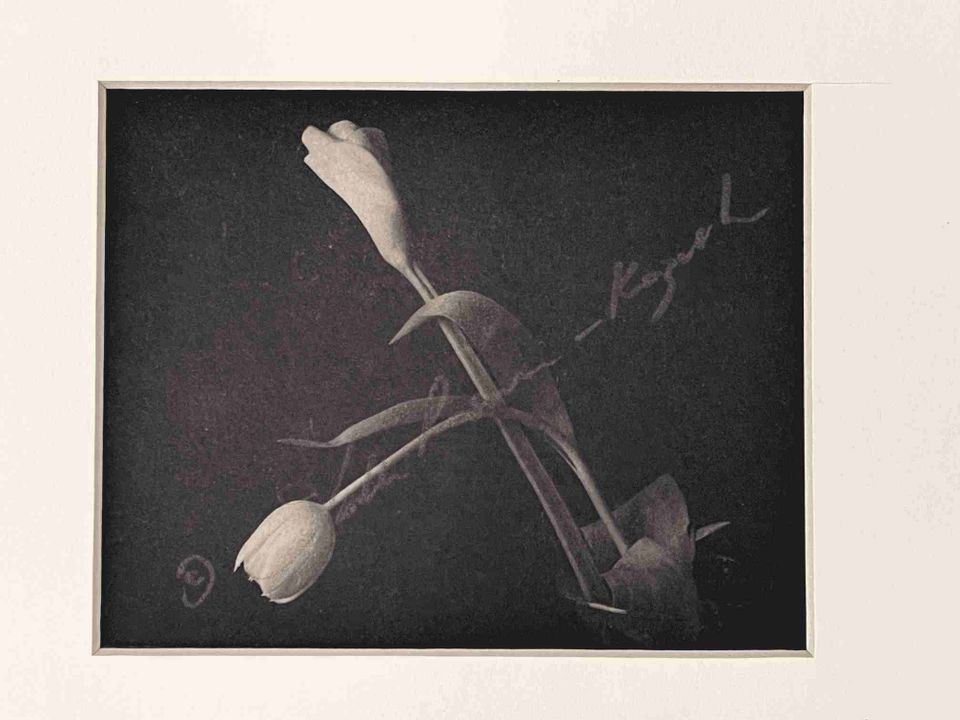 Cala   tulip platinum