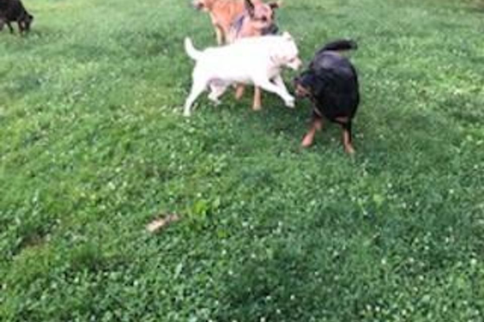 Manydogsplaying