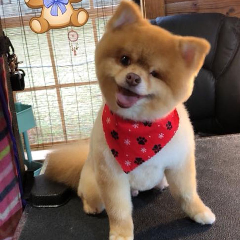 Real life teddy bear   mr. chewy