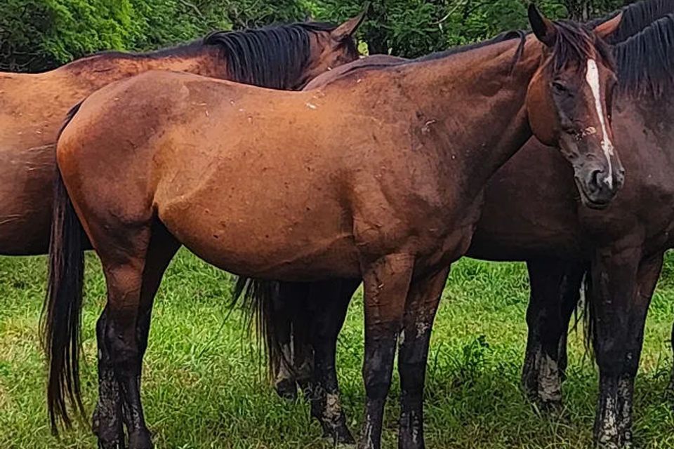Curlin