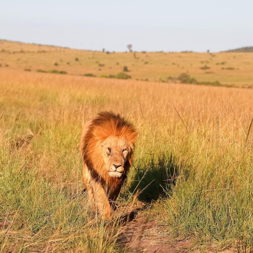 Masai mara lion