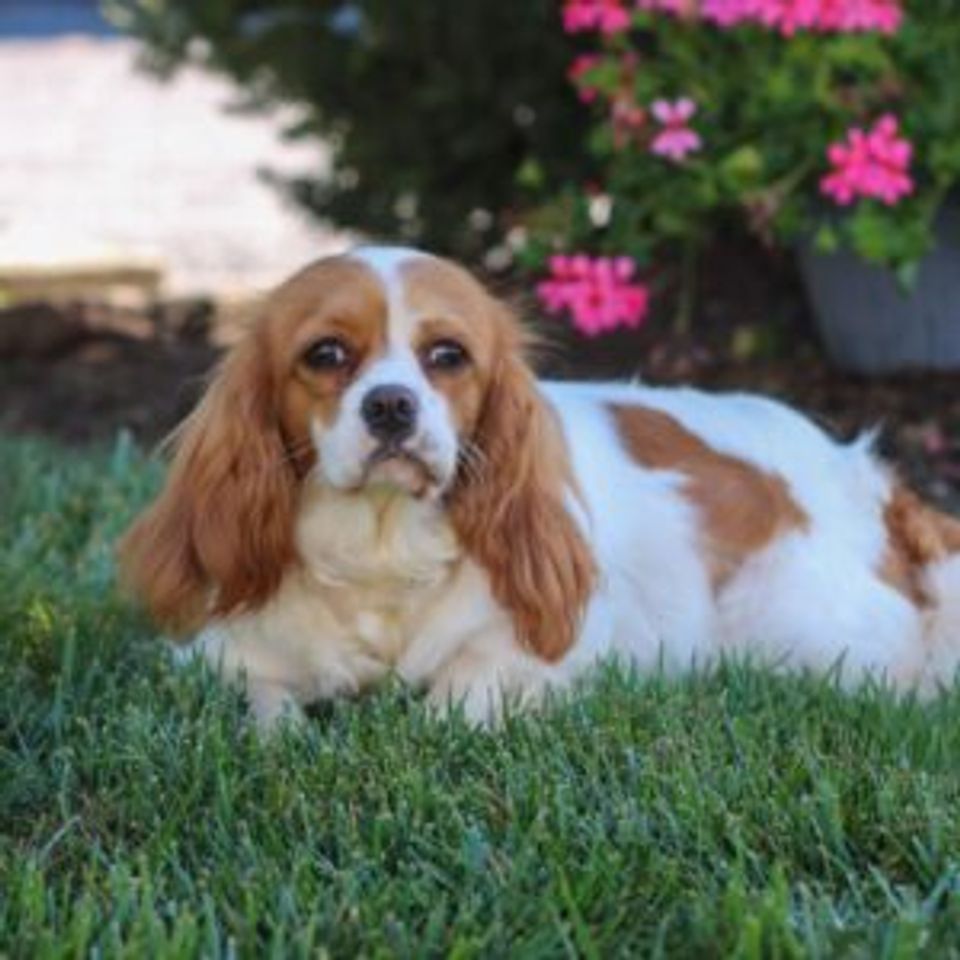 Cavapoo f1 mom cupcakes 15lb greenforrestpuppies enosesh 300x300