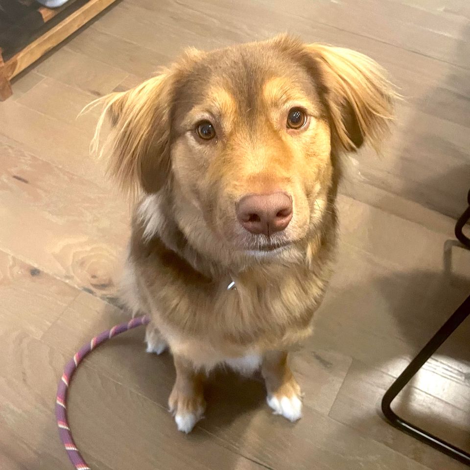 Koda