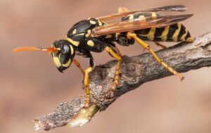 Paper wasp in tree outside.v47 300x189