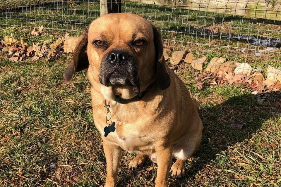 1 grumpy dog