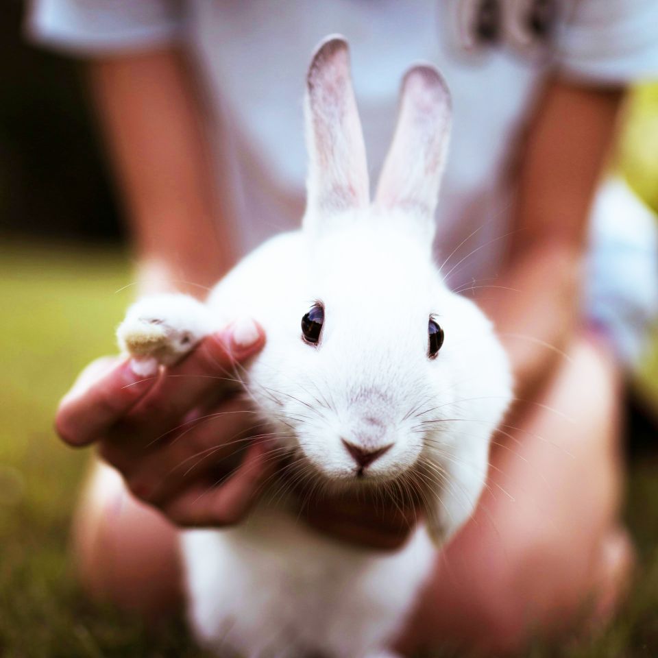 Mobile Petting Zoo Rabbits