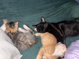 Daily life at Paw-Rump Rehab & Rescue