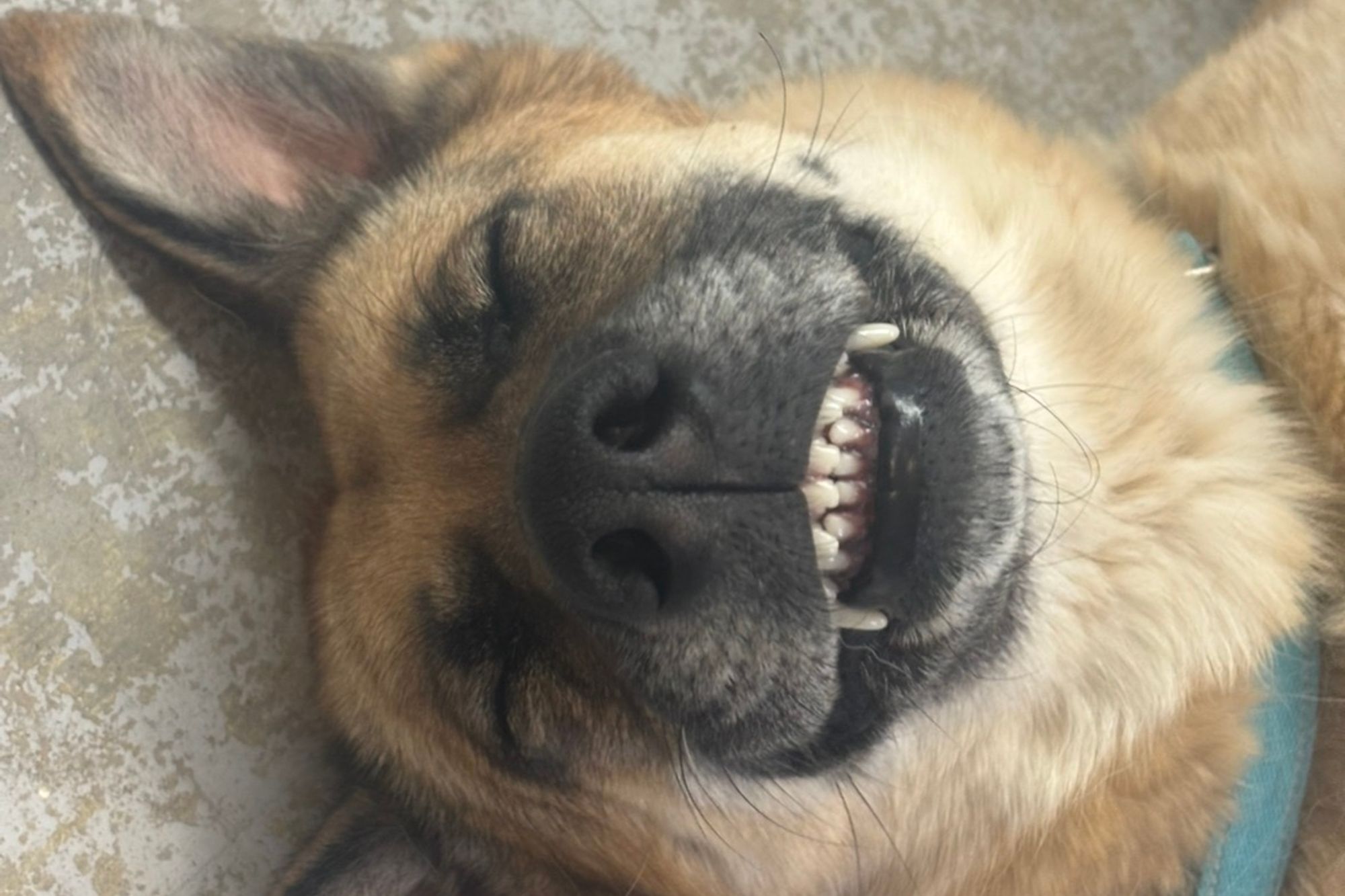 Pet Sitting