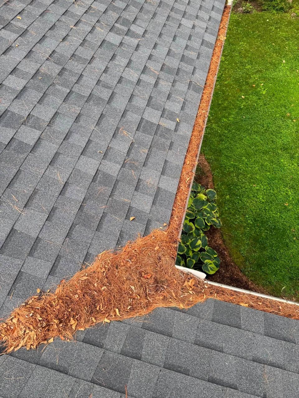 Pine needles and leaves clogging roof valley and gutter before gutter cleaning
