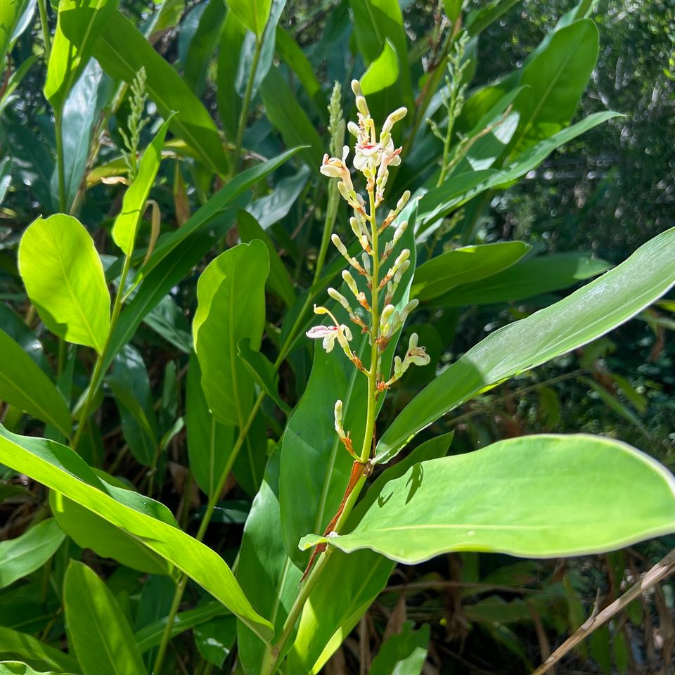 Ginger plant