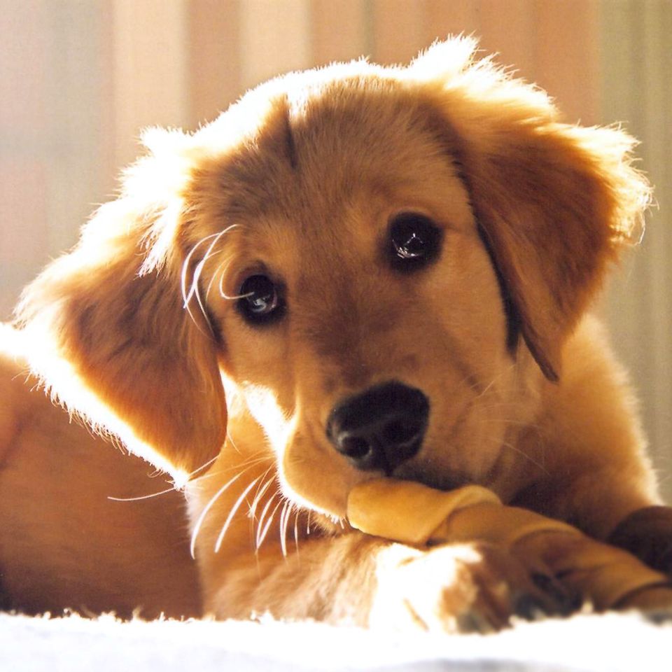 Dog with treat20180313 16227 rhlek1