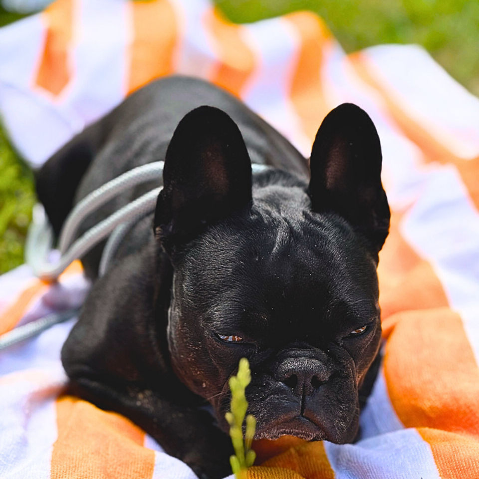 Hanson aka hambone taking sunbathing