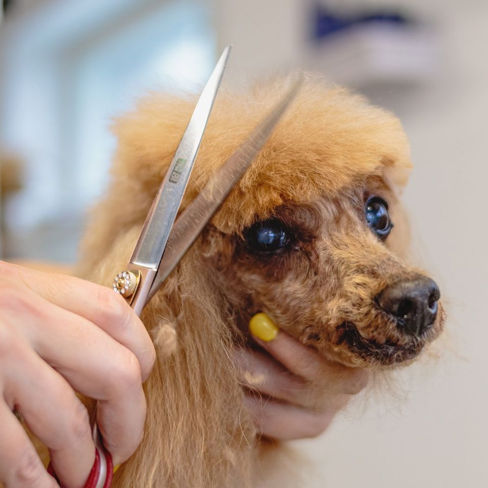 Dog g8d93df400 1920
