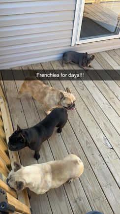 Blueridgefrenchiesgatheringofthejuggalosfrenchies