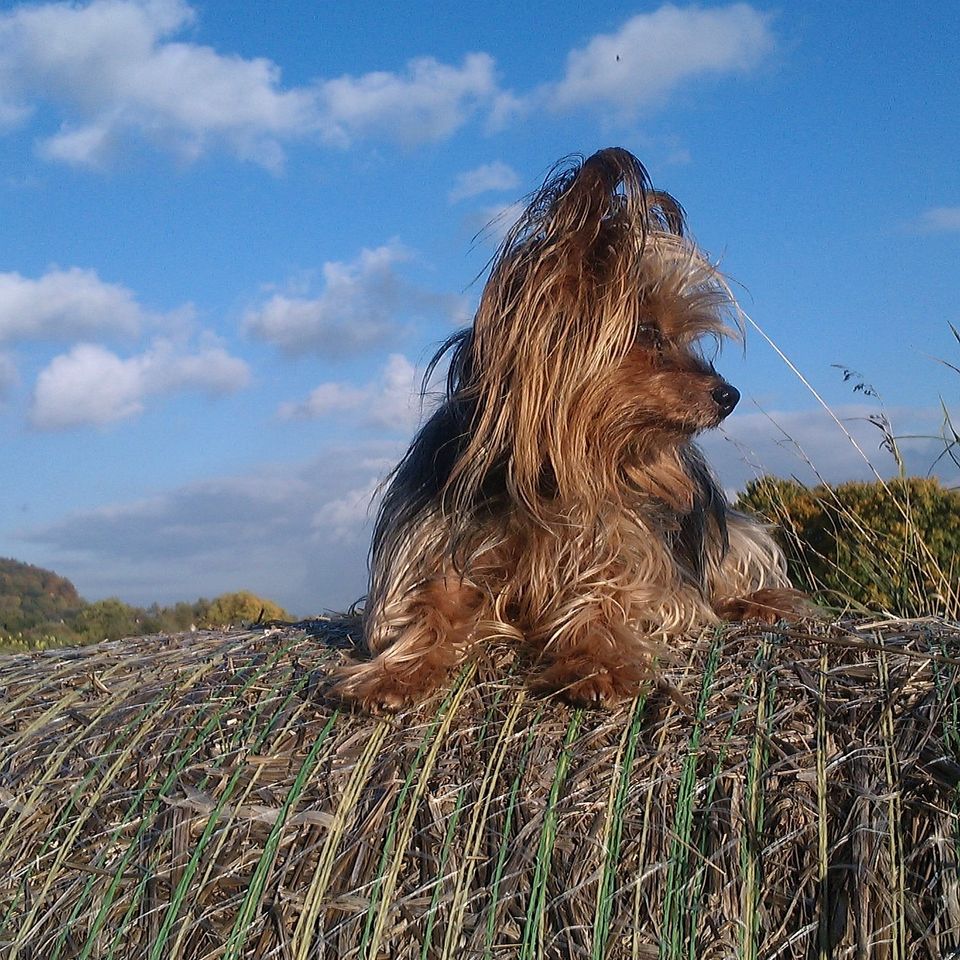 Dog g63bc7222f 1920