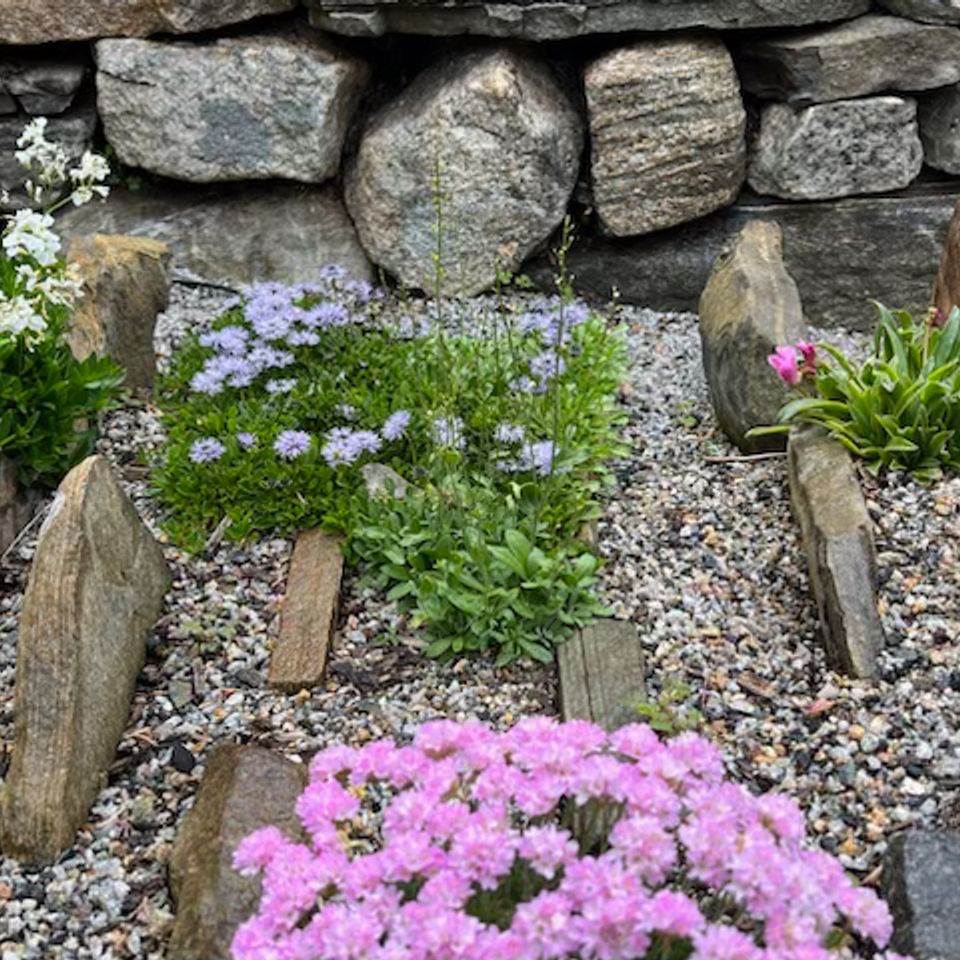 Nargs photo rock garden to add
