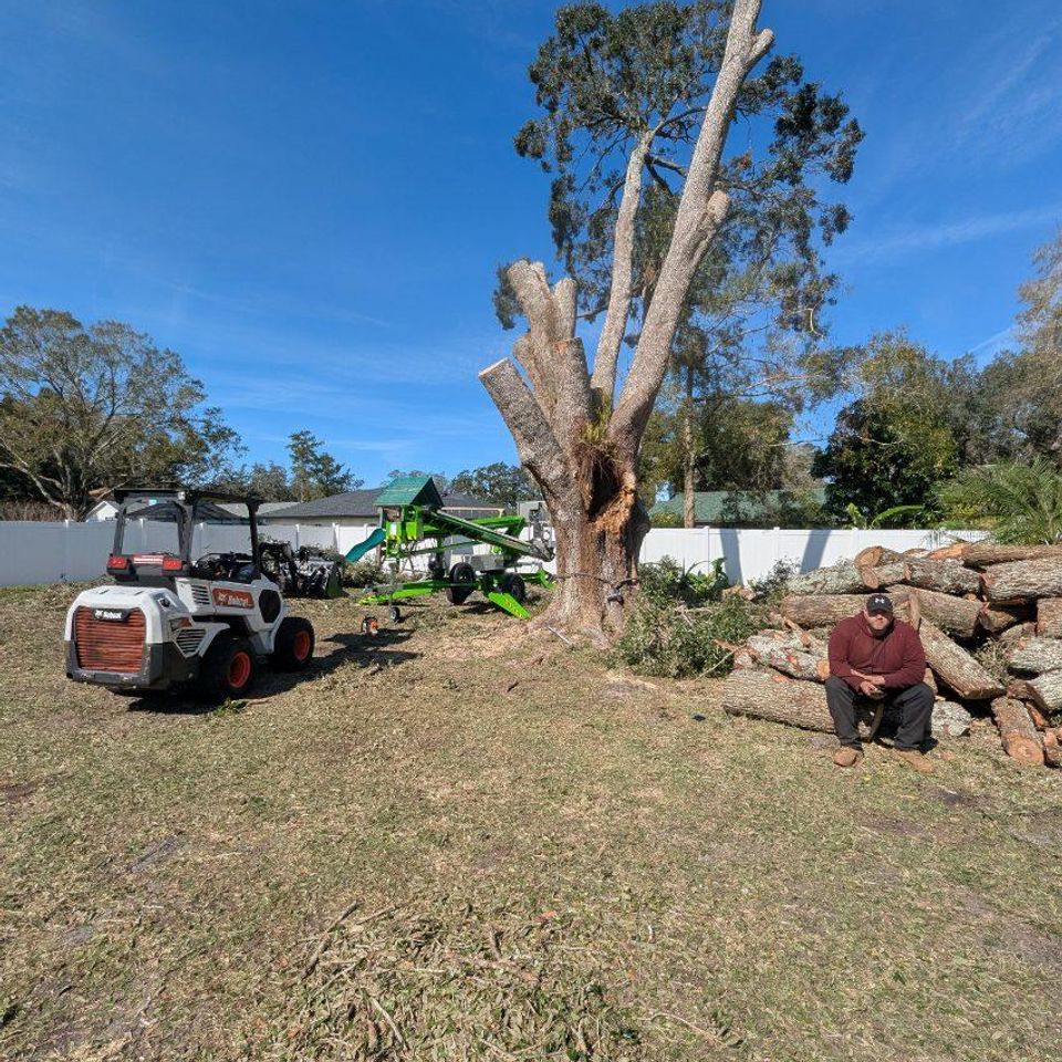 Tampa tree removal