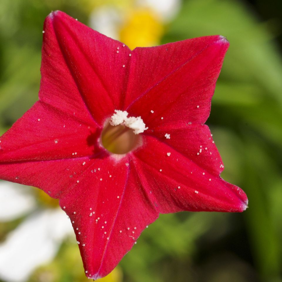 Rc flo red flower 2 1