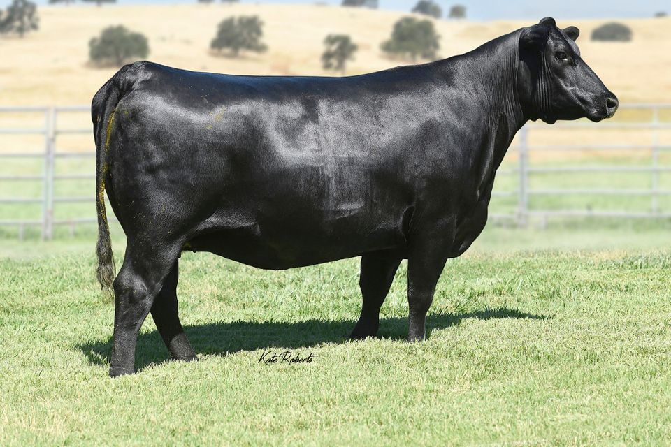 Dcf lucy 5732
