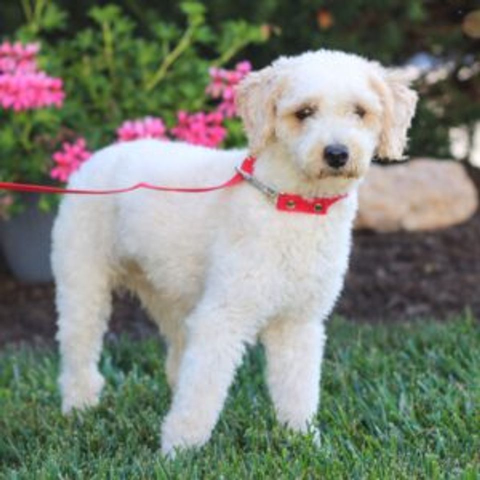 Poodle toy akc mom rebis 9lb greenforrestpuppies enosesh 300x300