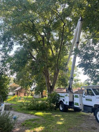 Pecan tree job 2