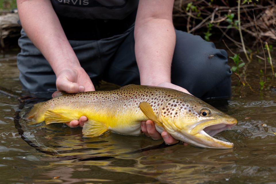Trout caught by Flyfishing in Pennsylvania. Photo by Evan Buck