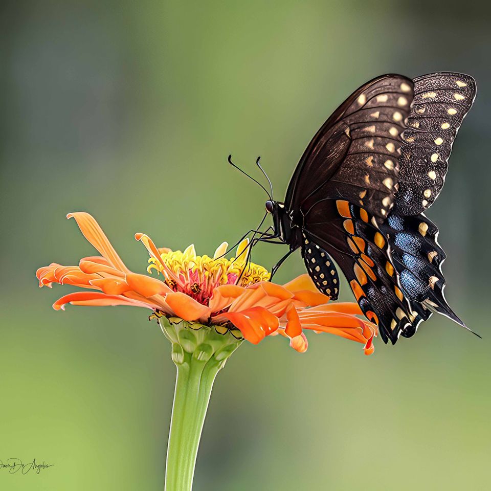 Butterfly pit stop(1)