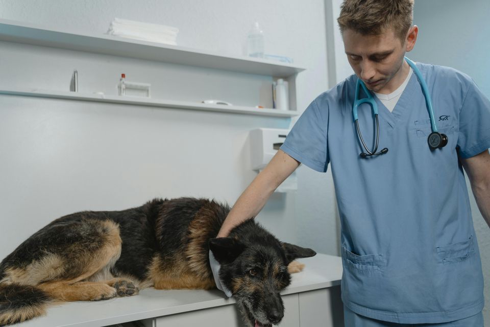 Web design for animal clinics by Cannone Marketing.