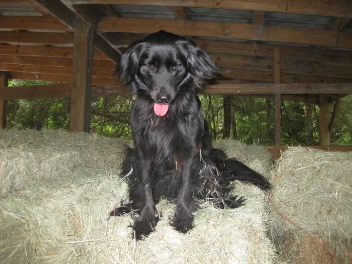 Hay