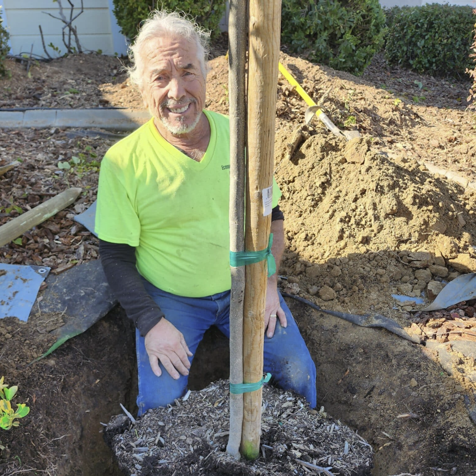 lowest price tree service sacramento