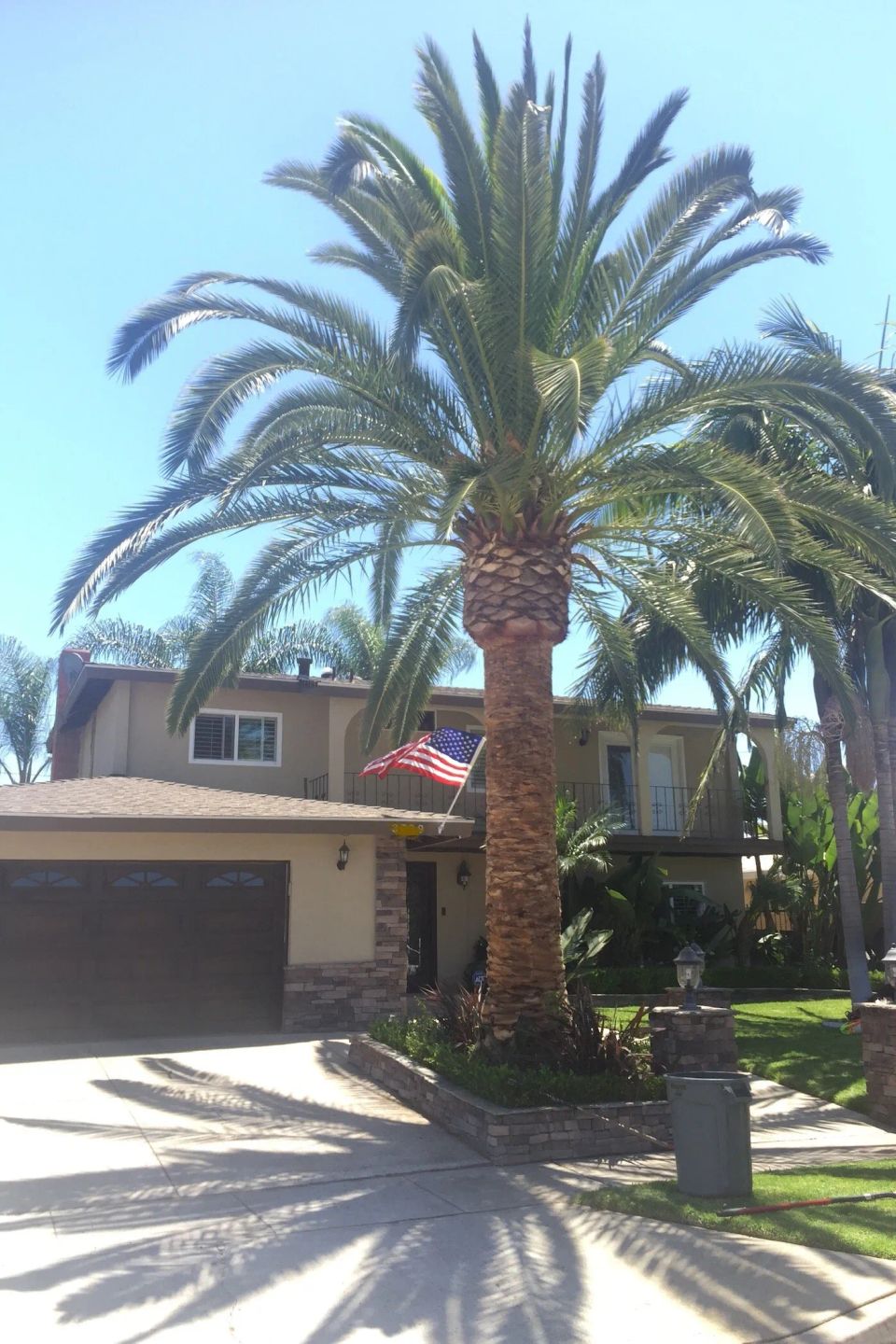 Palm tree trimming 1920w